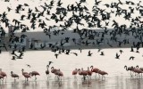 Reserva de Paracas en riesgo por proyecto inmobiliario