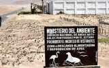 Paracas: Exigen a autoridades proteger la reserva
