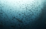 Por qué los peces de aguas con CO2 no temen a los depredadores