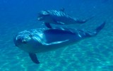 Cómo el ruido de los botes turísticos desorienta a los delfines