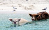 Animales privilegiados: Conoce la playa de los cerdos nadadores