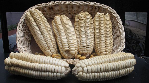 España es el principal comprador del maíz gigante del Cusco