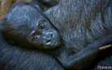Las mejores mamás animales