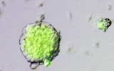 Clonan células adultas para crear células madre embrionarias