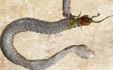 Una serpiente es devorada desde el interior por su presa