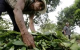 España encarcela 6 meses a boliviano por llevar hojas de coca