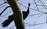 Conoce las especies de nuestra fauna protegidas por ley