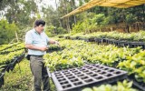 Pasco: hay más de 200 cafetaleros estafados con semillas falsas
