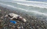 Miraflores: lobo de mar muerto fue hallado en la Costa verde