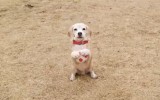 El tierno perrito beagle que aprendió a ser arquero