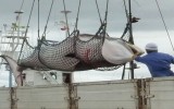 En Japón el 60 % quiere que se siga pescando ballenas