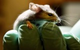 Logran revertir la pérdida de memoria en ratones con Alzheimer