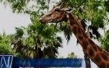 Parque de las Leyendas: murió jirafa de 26 años