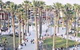 Chincha: Minam pidió no talar palmeras de la Plaza de Armas