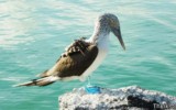 ¿Por qué no se reproducen los piqueros patiazules de Galápagos?