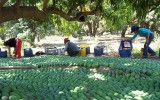 Perú incorporará 300 mil hectáreas para la agroexportación