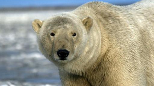 El cuerpo de los osos polares cuenta con buenos mecanismos para protegerse del frío ártico.