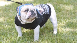 Rímac multará con s/.3800 por no recoger heces de perros