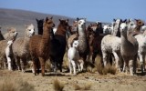 Criadores de alpacas recibirán apoyo ante próximas heladas