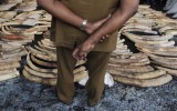 Decomisan tres toneladas de colmillos de elefante en Camboya
