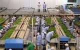 Primer beneficiado en un TLC con Turquía sería sector agrícola