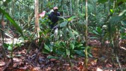 Descubren en Congo un tesoro natural del tamaño de Inglaterra