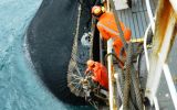 Pesqueras serían sancionadas por arrojar anchoveta joven al mar