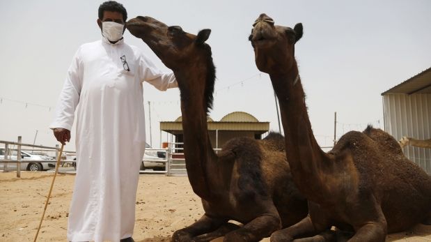 Los camellos contagian el MERS, según un estudio