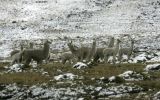Senamhi alerta que heladas se intensificarán en sierra sur