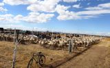 Reserva de alpacas fue inaugurada en Puno
