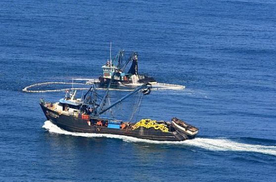 Cuota industrial de anchoveta será de 234.300 toneladas