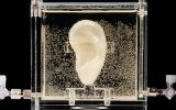Exponen la oreja 'clonada' de Van Gogh en museo de Alemania