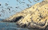 Invertirán unos US$10 mlls. para conservar las islas guaneras