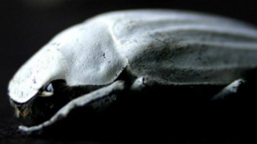 La blancura del escarabajo Cyphochilus llevada al papel. (BBC)