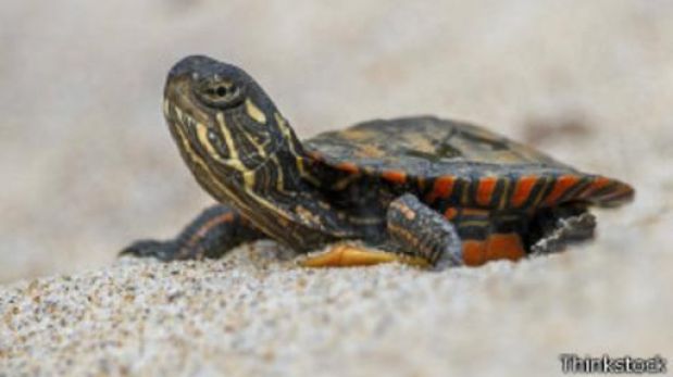 Cómo evitar que tortugas y caimanes tengan puras crías hembras