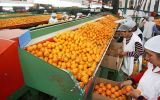 Producción nacional de mandarina crecerá 8,5% en el 2014