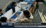 Denuncian maltrato a delfines Yaku y Wayra durante traslado