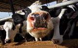 Poner a dieta a las vacas puede reducir el efecto invernadero