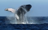 Empezó la temporada de avistamiento de ballenas jorobadas