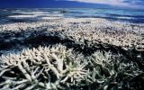 Corales australianos están en su peor estado de conservación