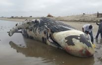Ballena de 12 metros varó esta mañana en playa de Lambayeque