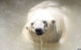La historia de Arturo, el último oso polar de Argentina