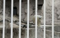 Así pasa los días el oso polar Arturo en Argentina