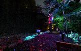 Bosque de luces: Esta instalación artística sorprende en Canadá