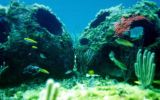 El increíble negocio de las tumbas acuáticas biodegradables