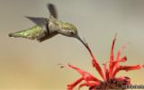 VIDEO: los colibríes vuelan mejor que un helicóptero