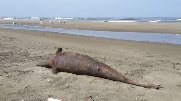 Más lobos marinos y pelícanos aparecieron muertos en Chimbote