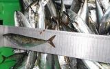Incautan más de 38 toneladas de pescados en talla juvenil