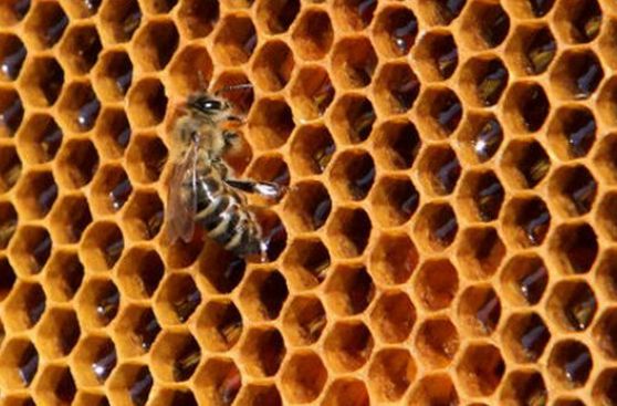 Resultado de imagen de panel de abejas