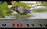 Redescubren un caracol se creía extinto hace siete años